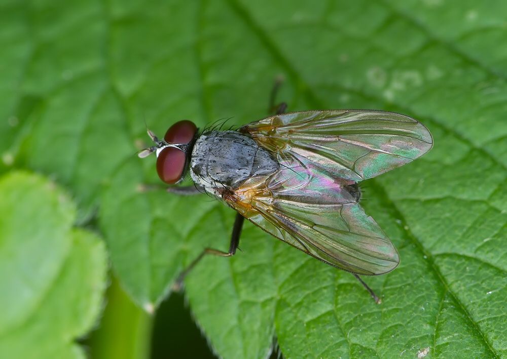 Emmesomyia socia