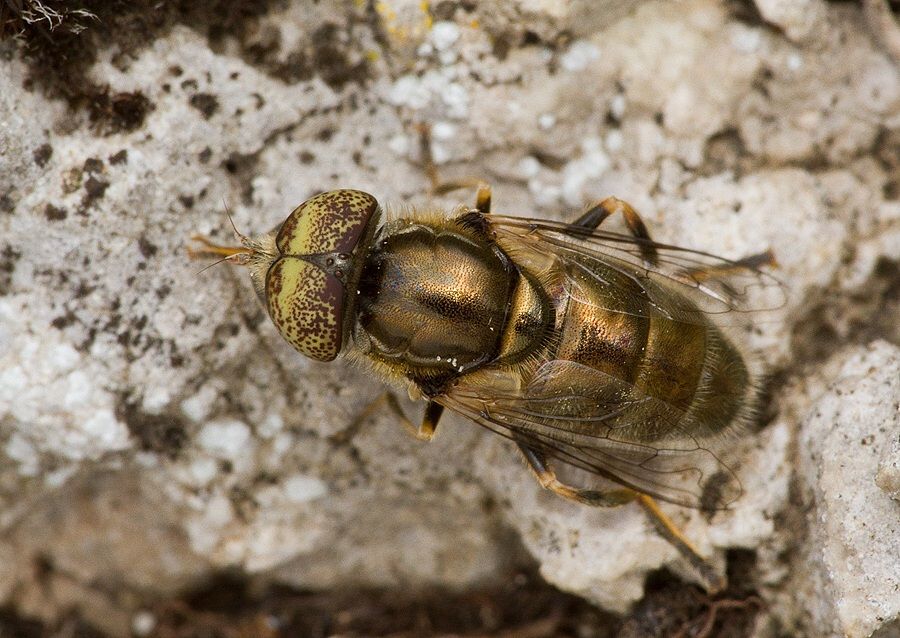 Eristalinus aeneus