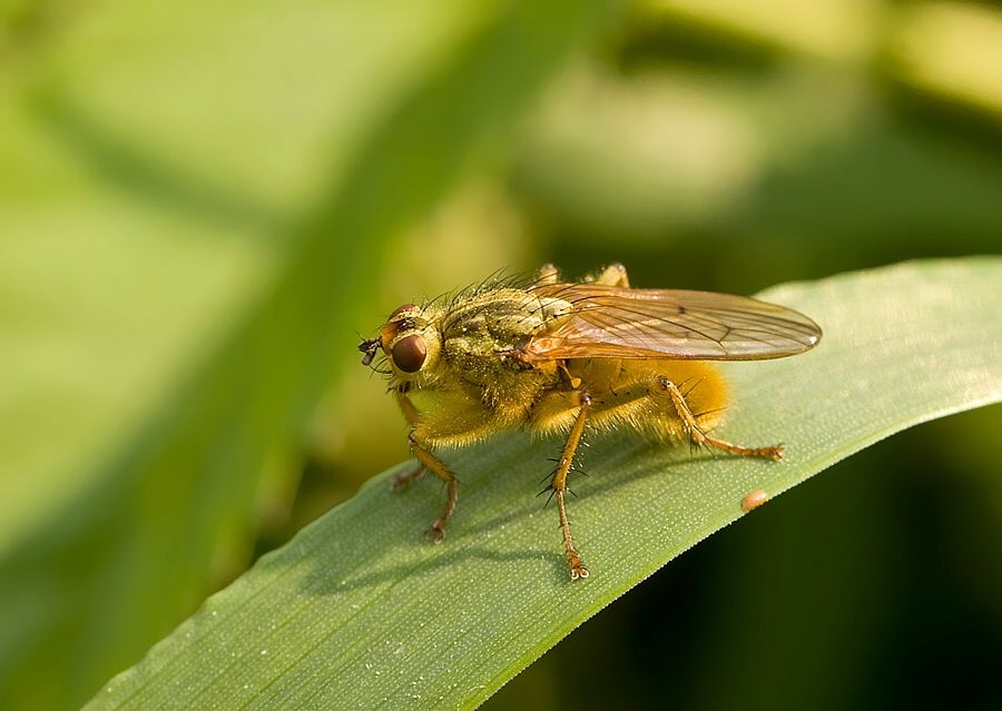 Scathophaga stercoraria