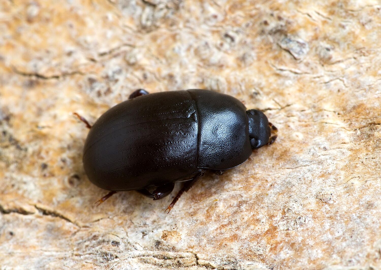 Pedinus femoralis