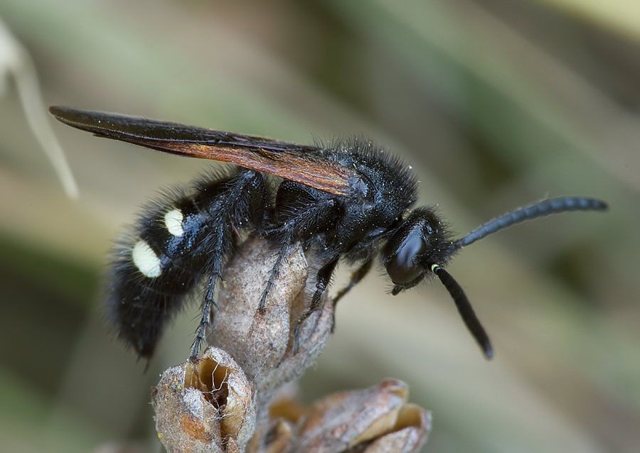 Scolia sexmaculata