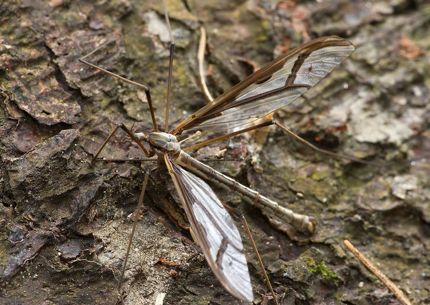 Pedicia rivosa