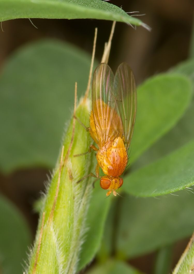Meiosimyza rorida