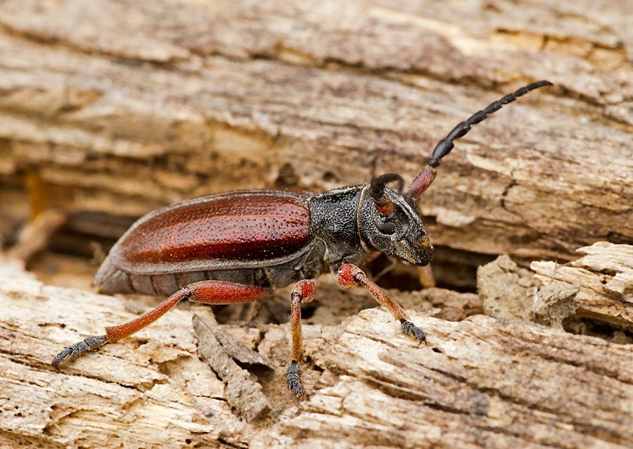 Carinatodorcadion fulvum