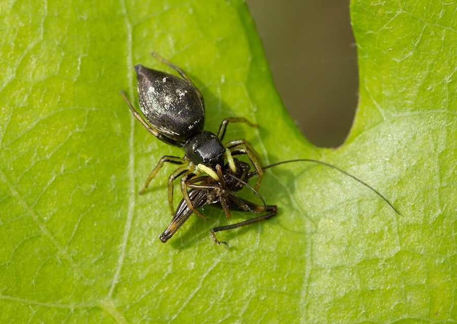 Heliophanus cf. cupreus