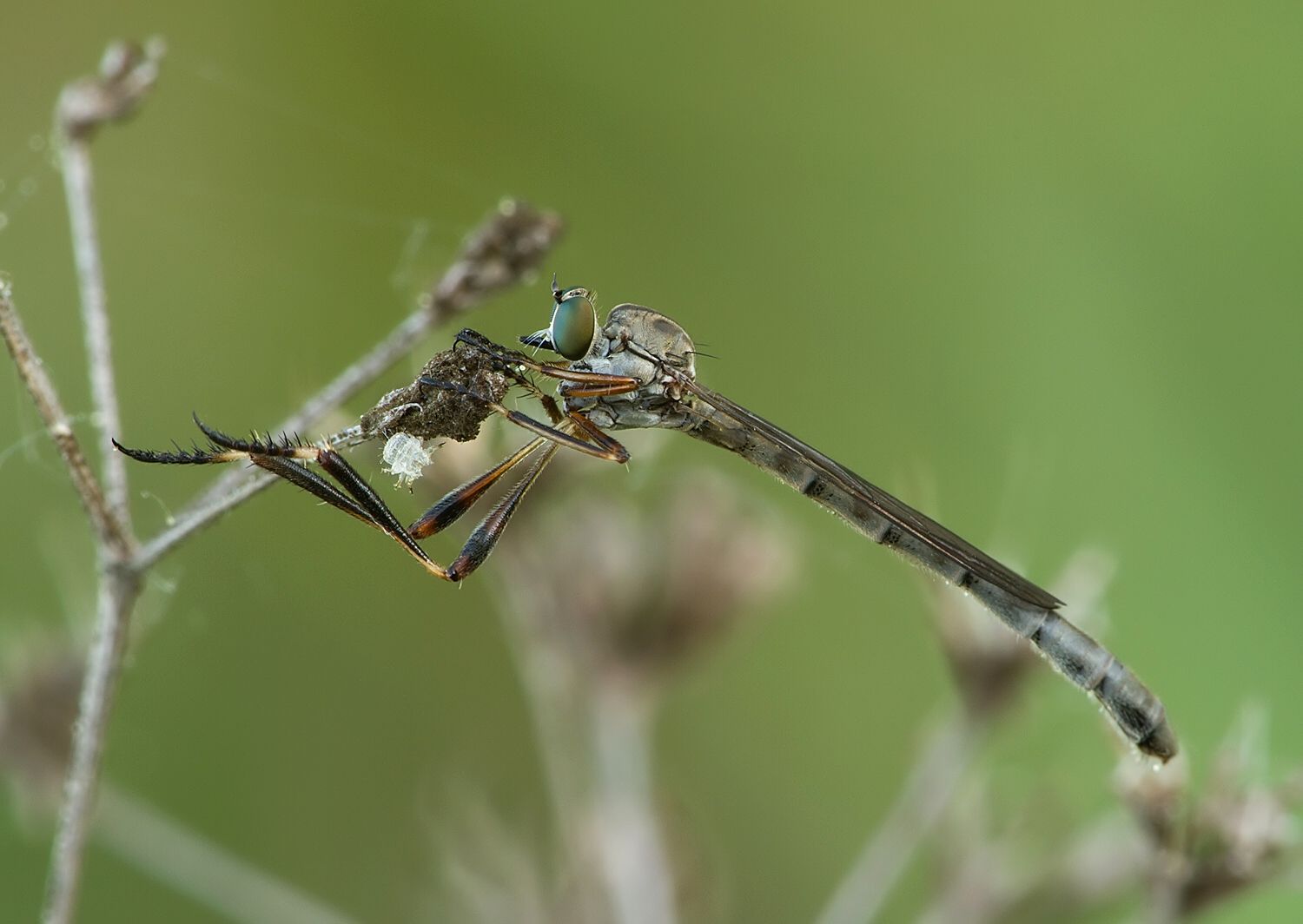 Leptogaster cylindrica