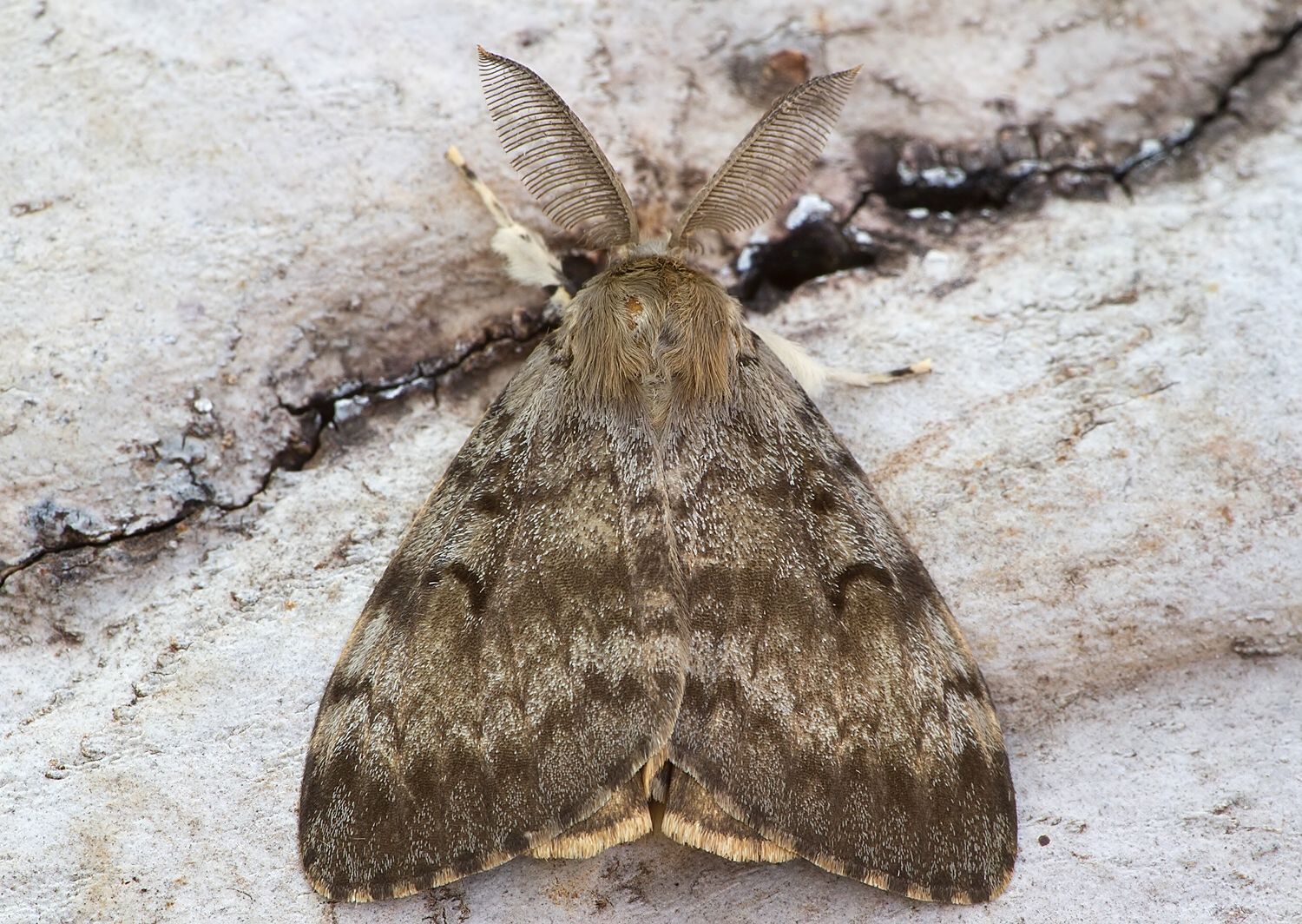 Lymantria dispar