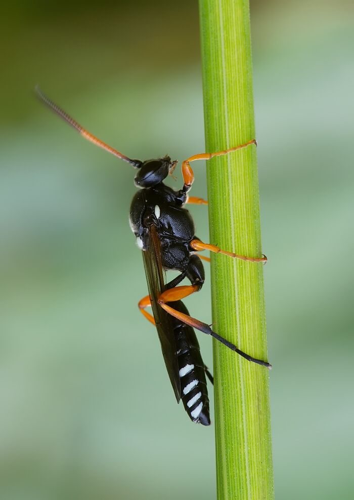 Eutanyacra glaucatoria