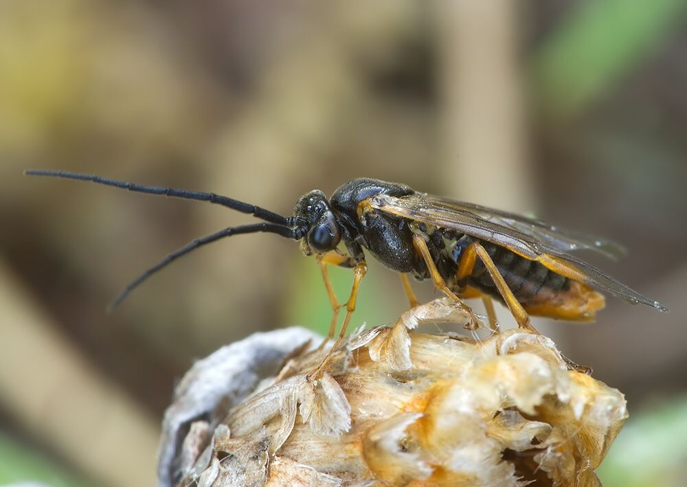 Euura sp.
