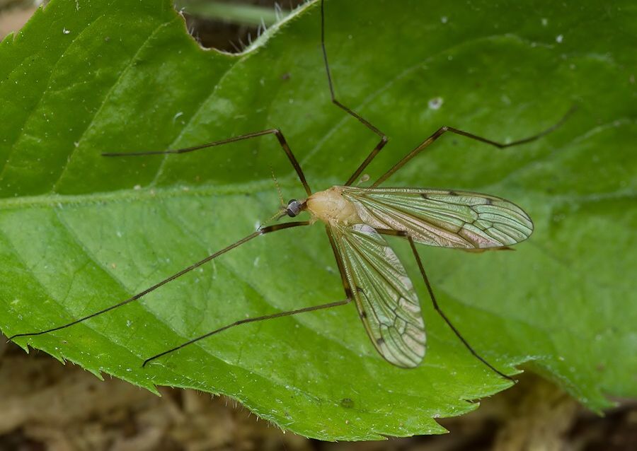 Limonia nigropunctata