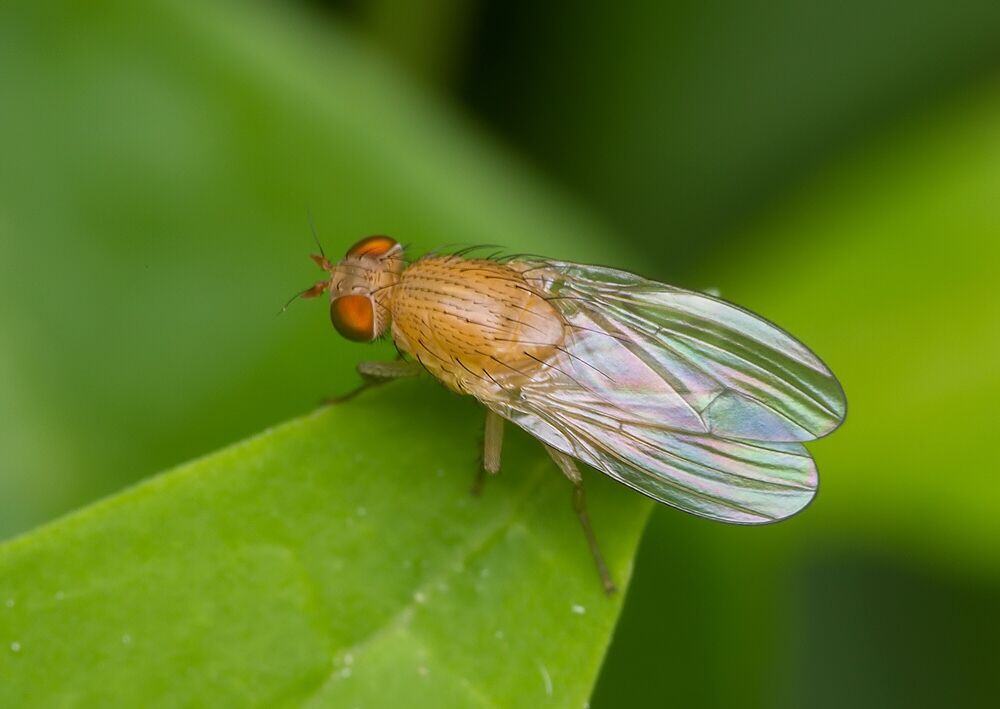 Minettia plumicornis