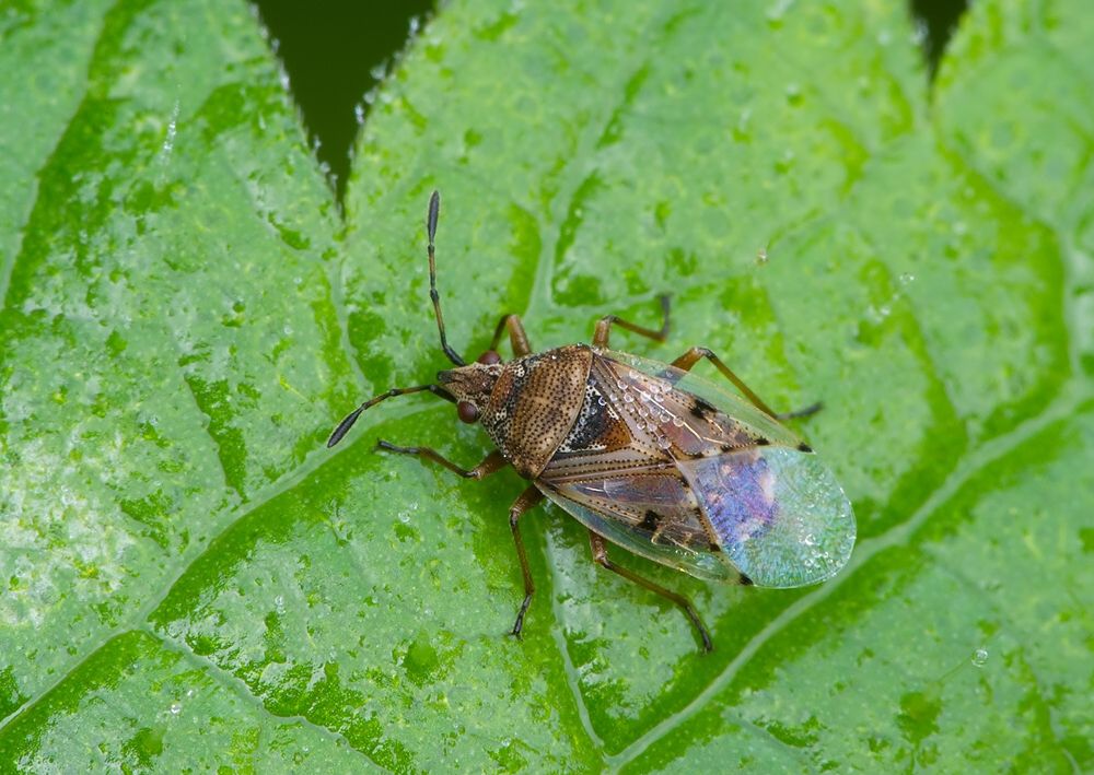 Kleidocerys resedae