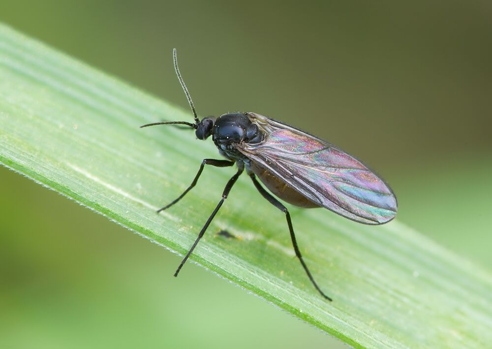 Bradysia sp.