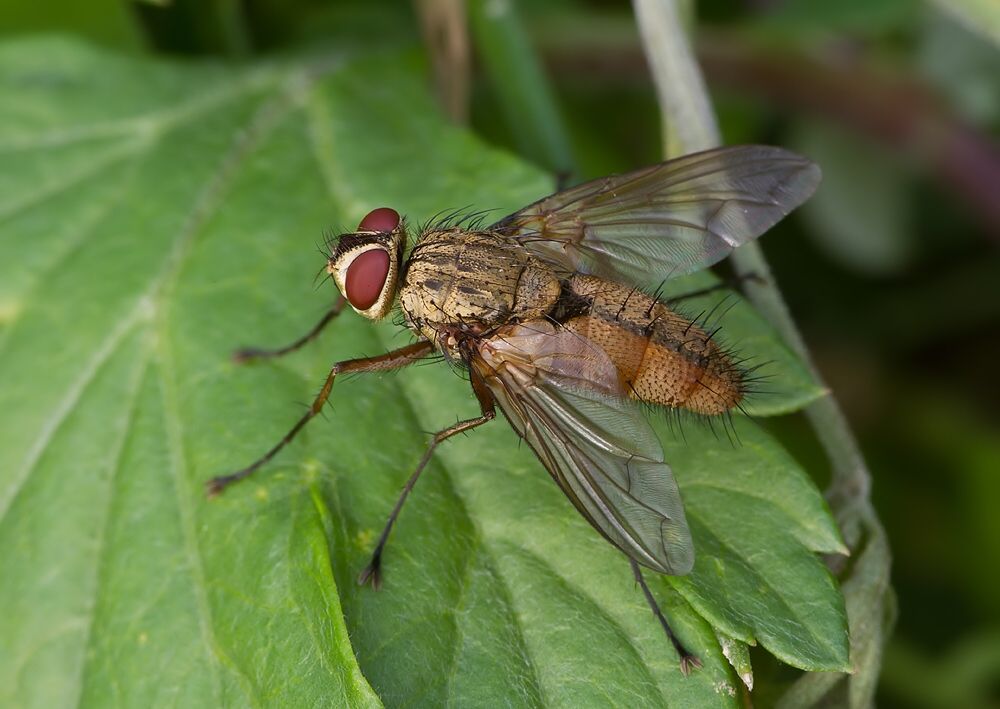Dexia vacua