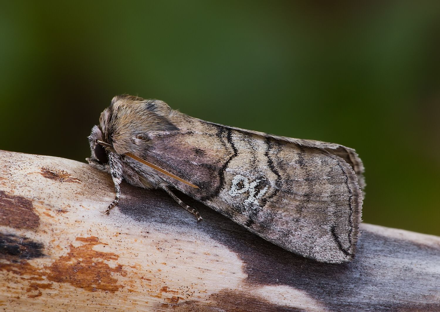 Tethea ocularis