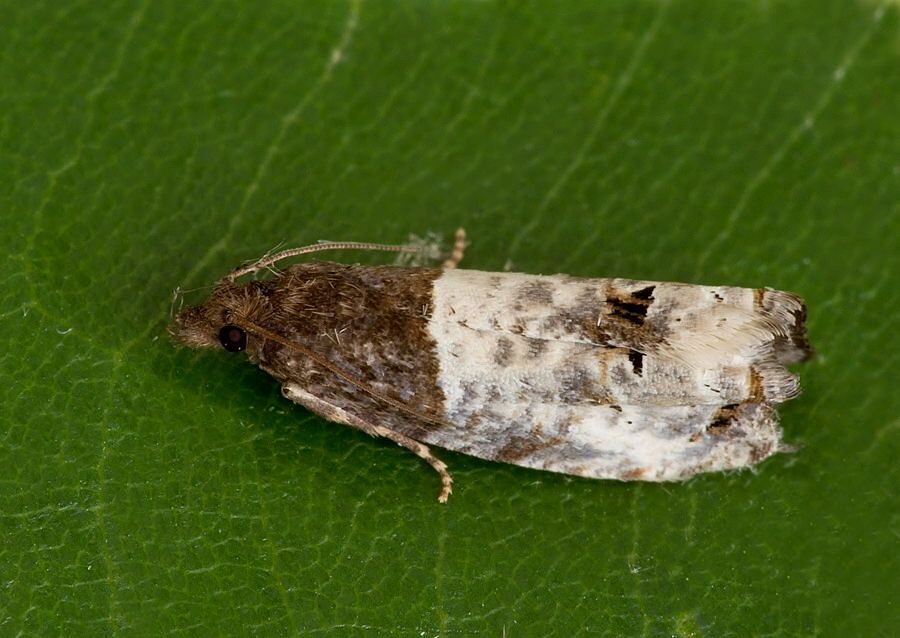 Notocelia roborana
