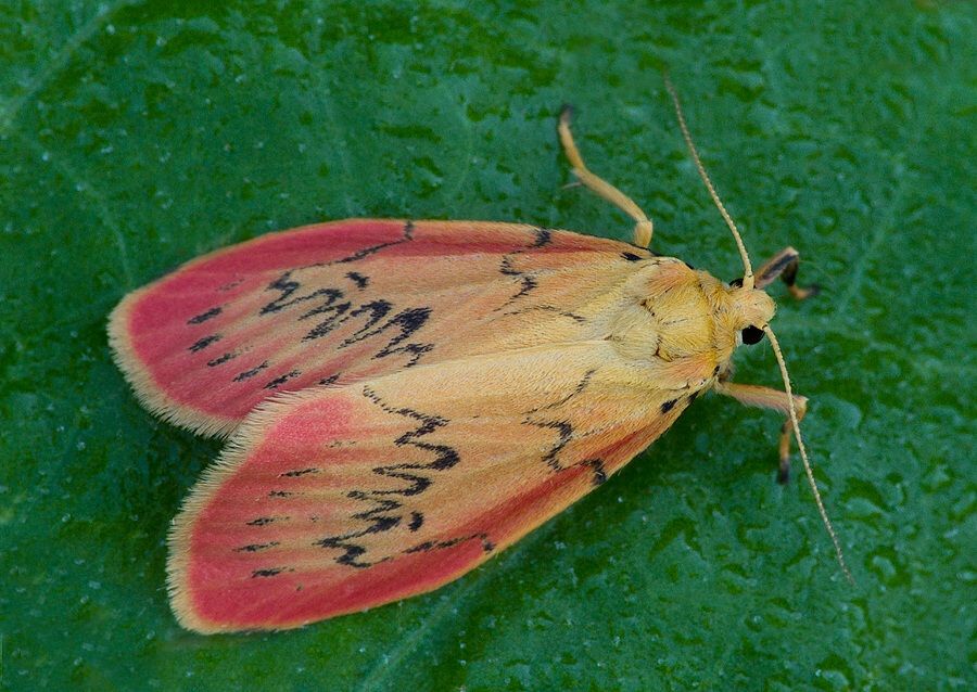 Miltochrista miniata