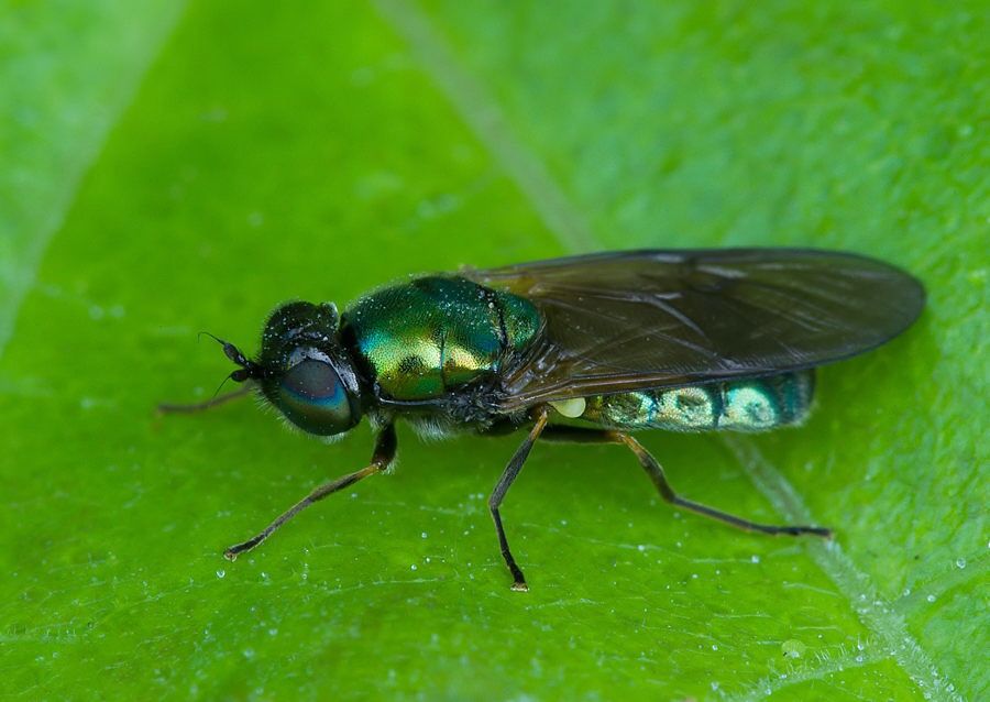 Chloromyia formosa