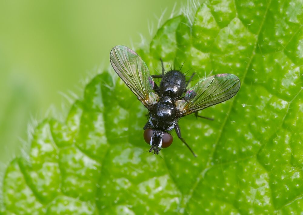 Phania funesta