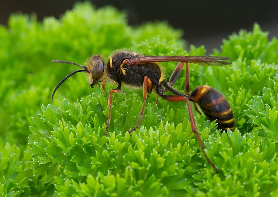 Sceliphron curvatum
