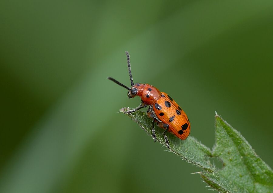 Crioceris quatuordecimpunctata
