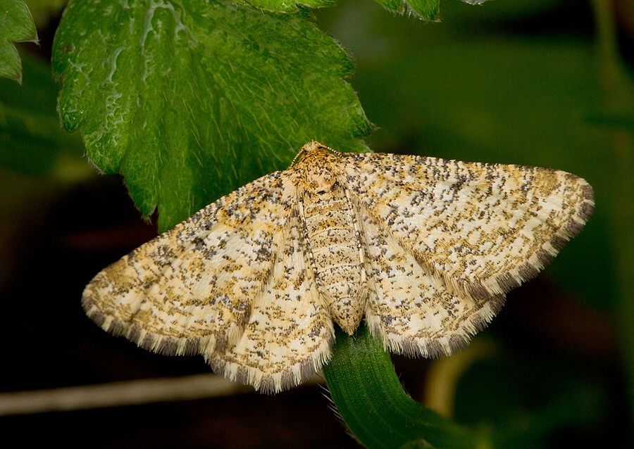 Heliomata glarearia