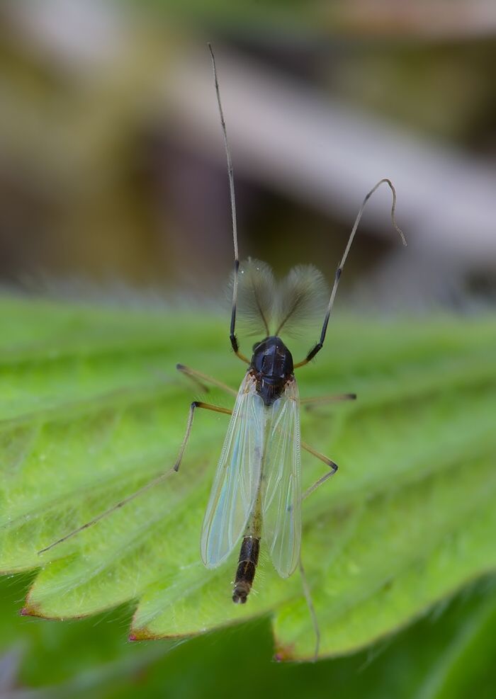 Microtendipes pedellus