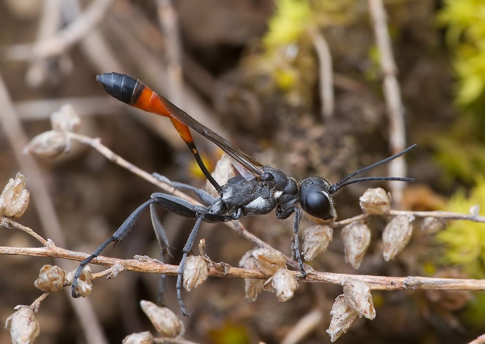 Ammophila campestris