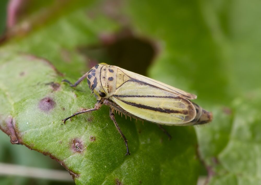 Handianus flavovarius