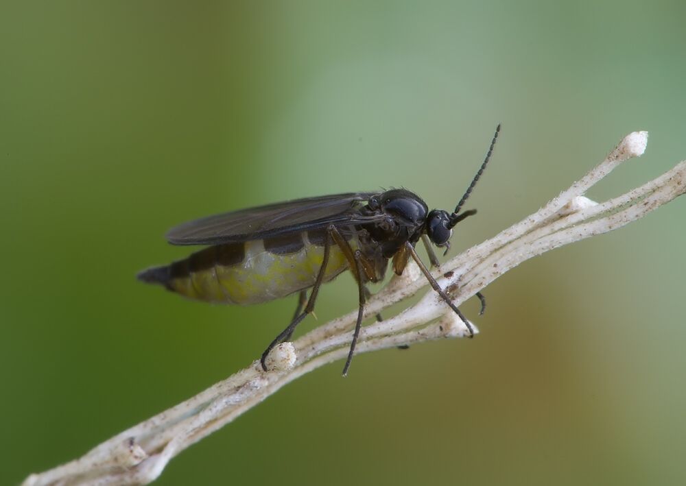 Bradysia pauperata