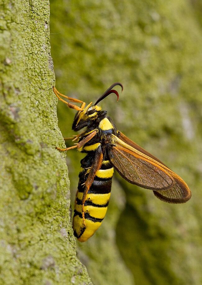 Sesia apiformis