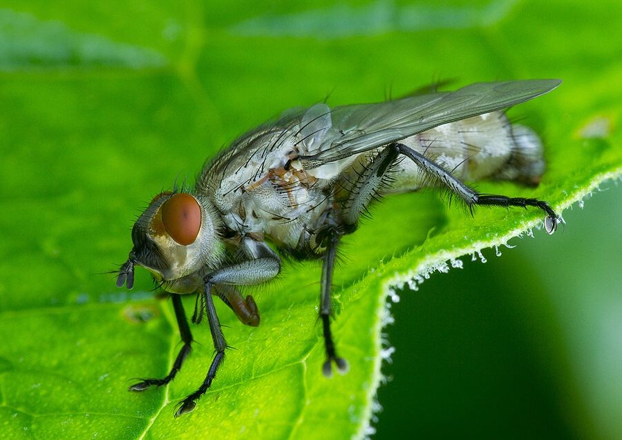 Microphthalma europaea