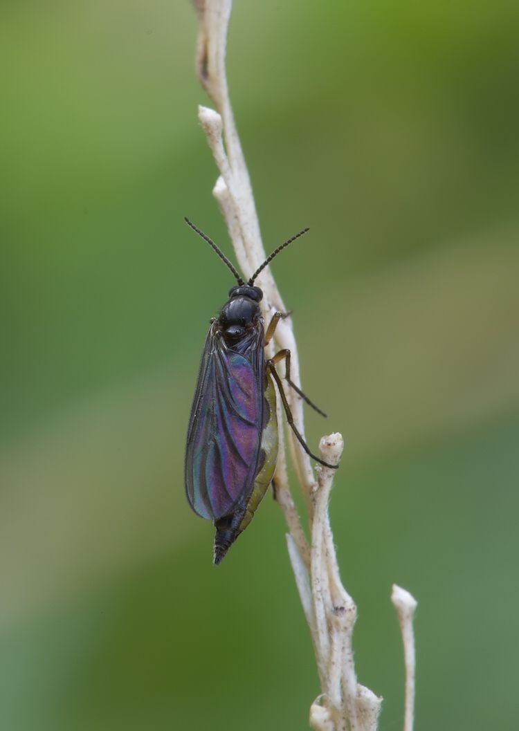 Bradysia pauperata