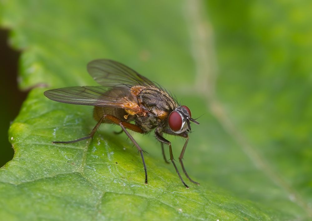 Mydaea corni