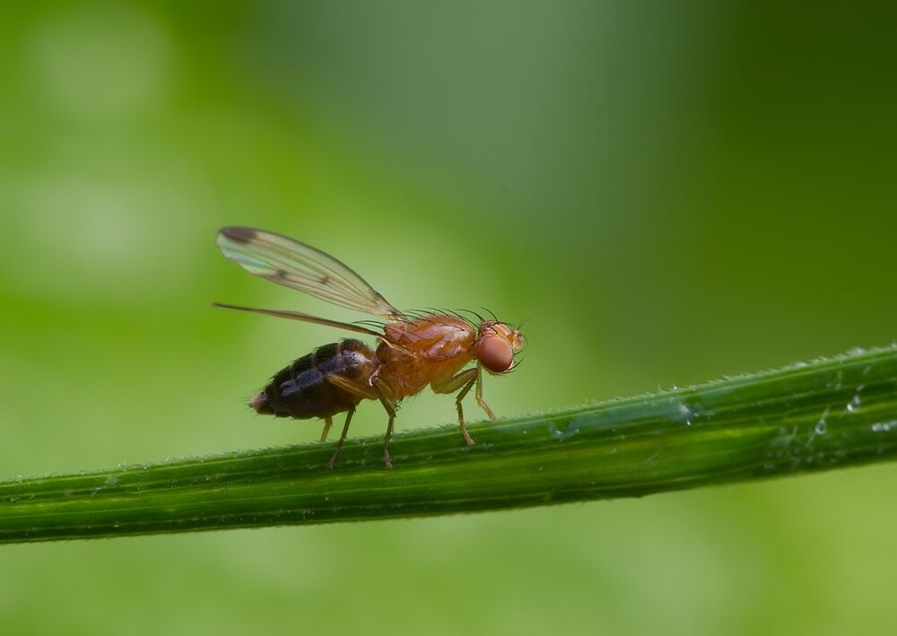 Geomyza hackmani