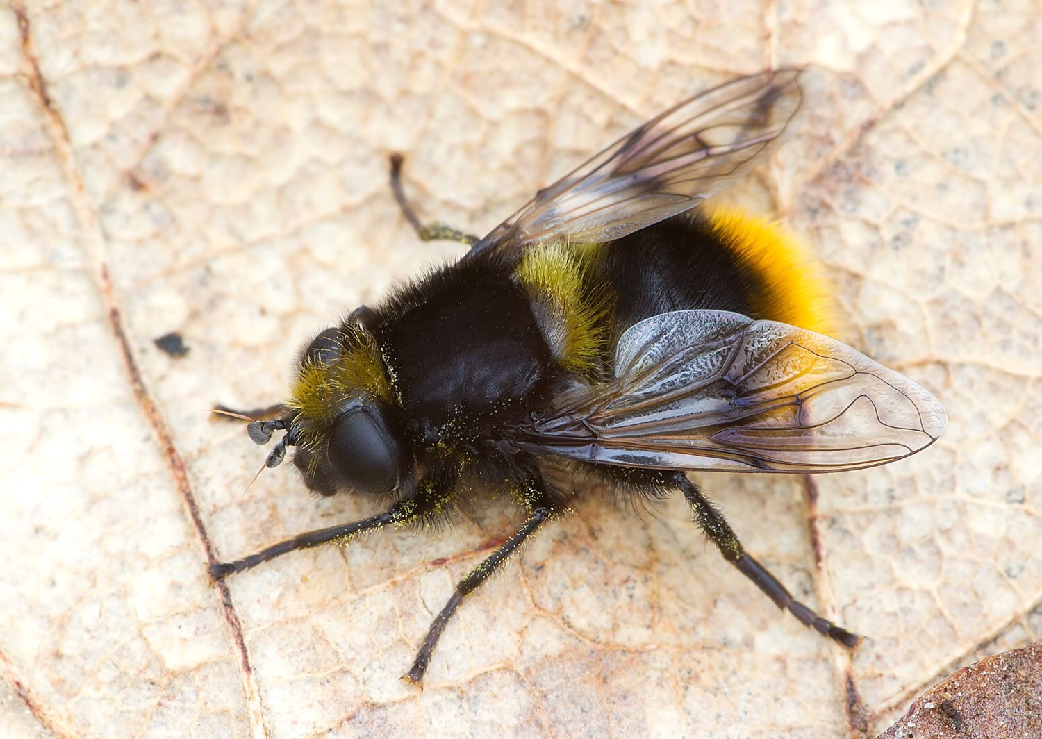 Mallota fuciformis