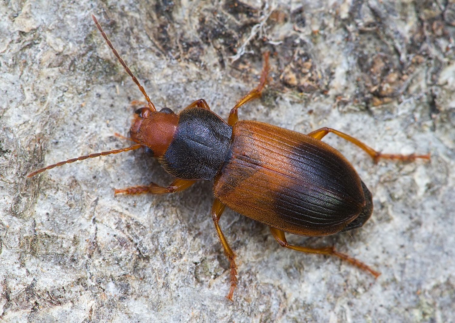 Diachromus germanus