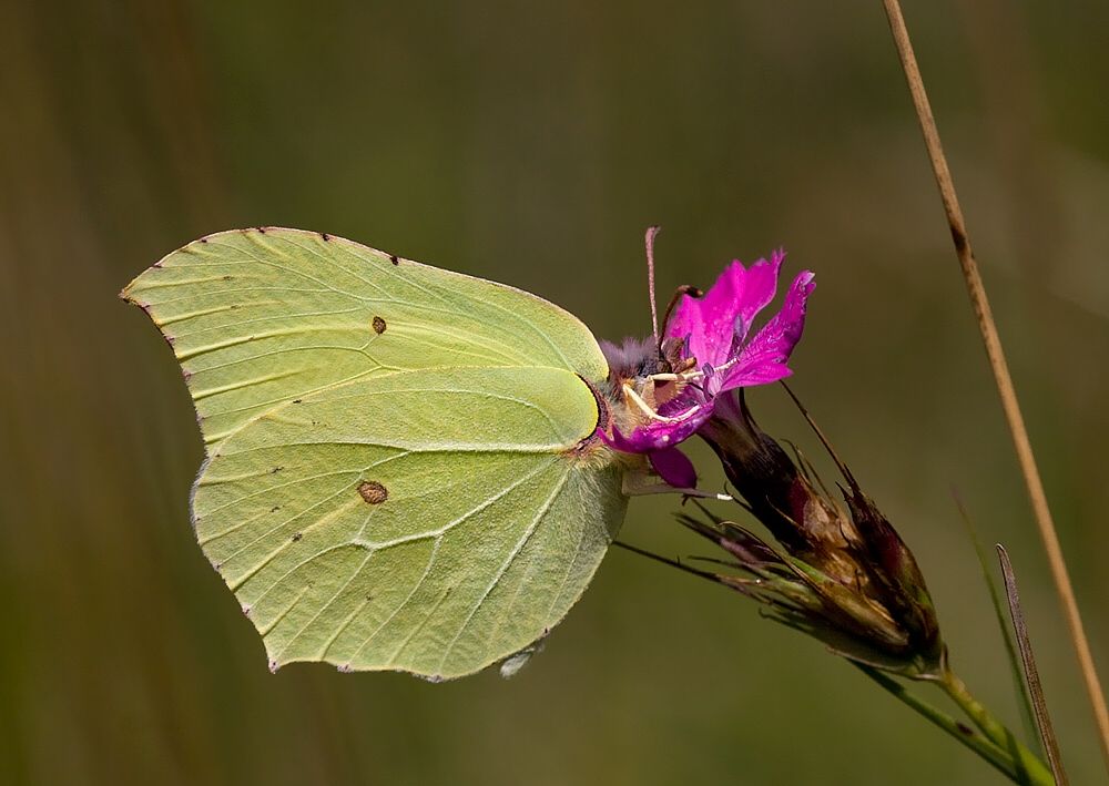 Gonepteryx rhamni