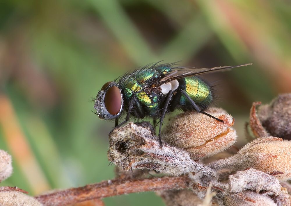 Lucilia sericata