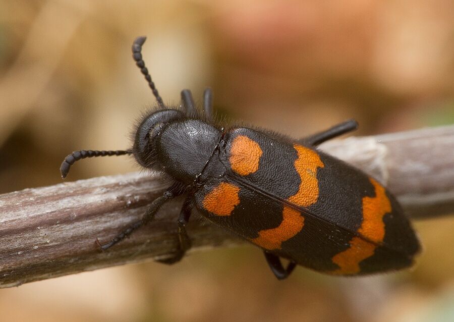 Mylabris variabilis