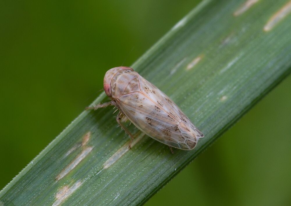 Euscelis incisus