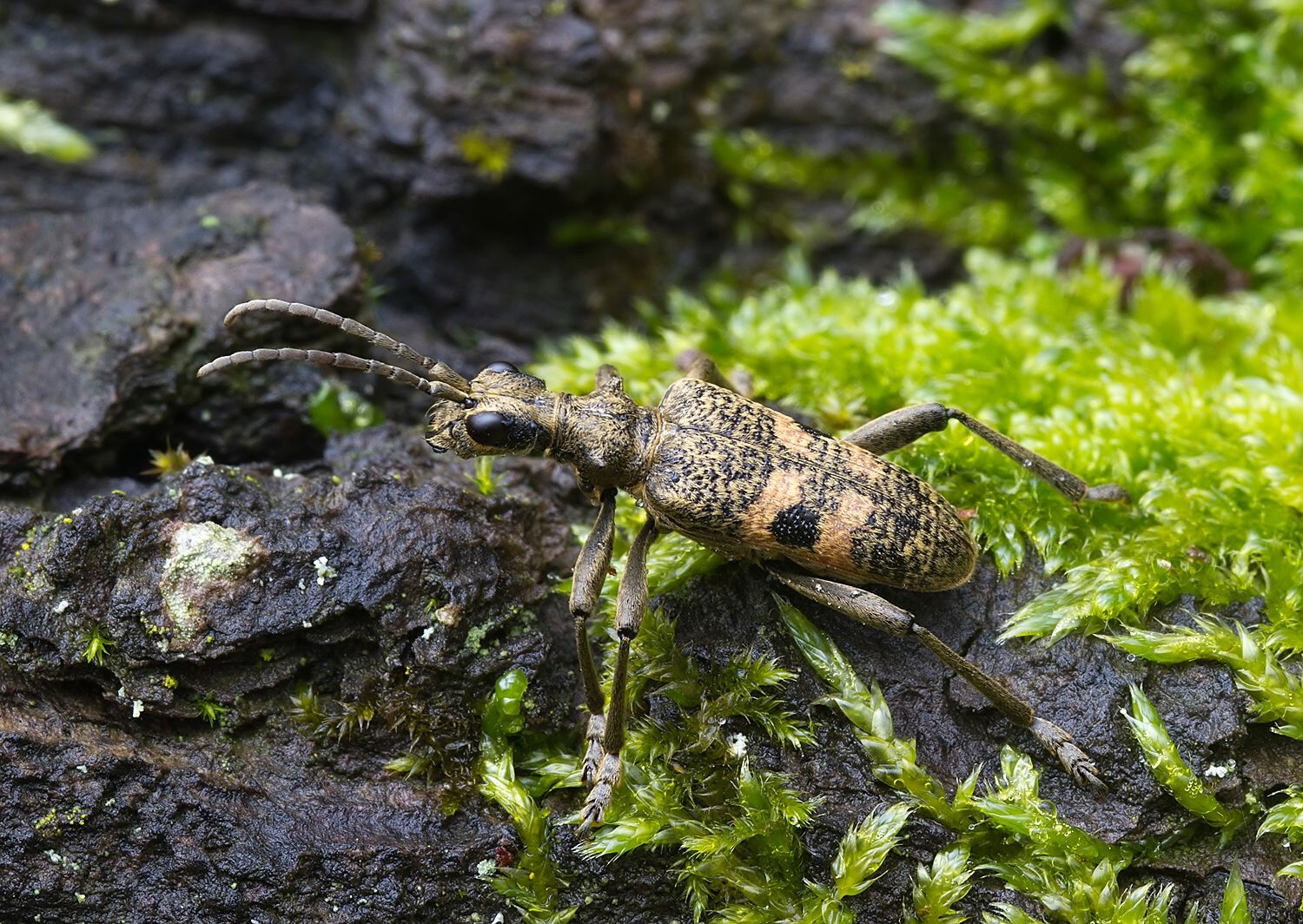 Rhagium mordax