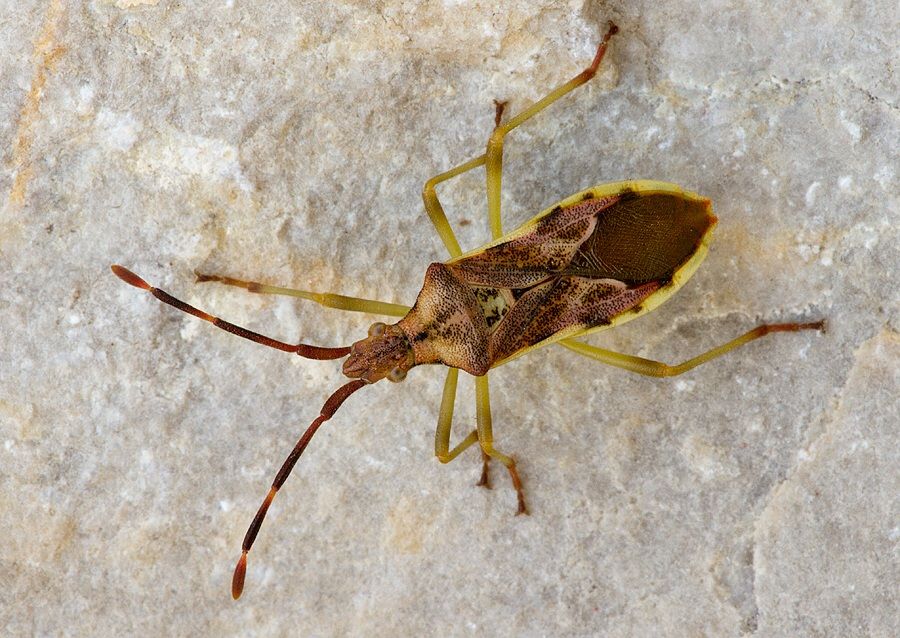 Gonocerus juniperi