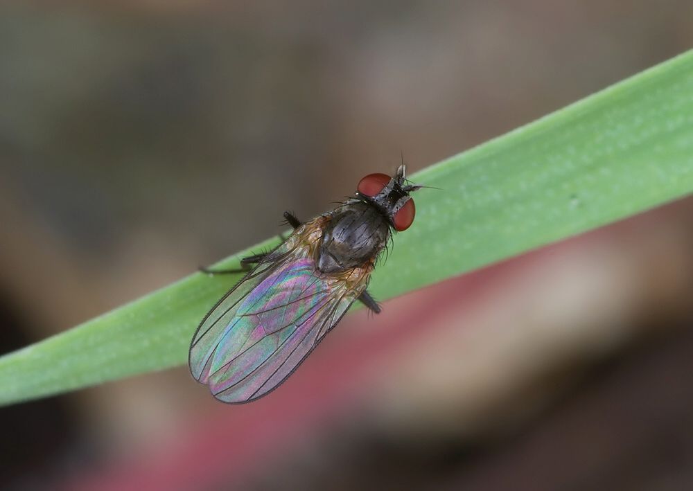 Fannia fuscula