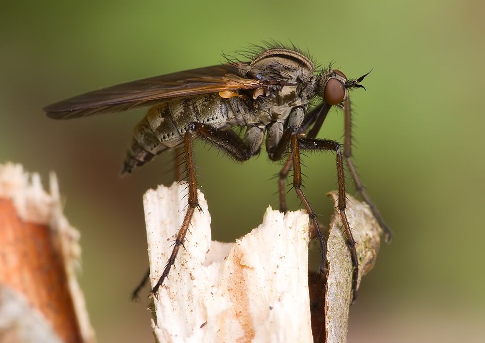 Empis tessellata