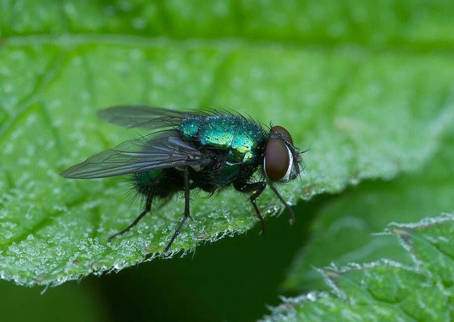 Neomyia viridescens