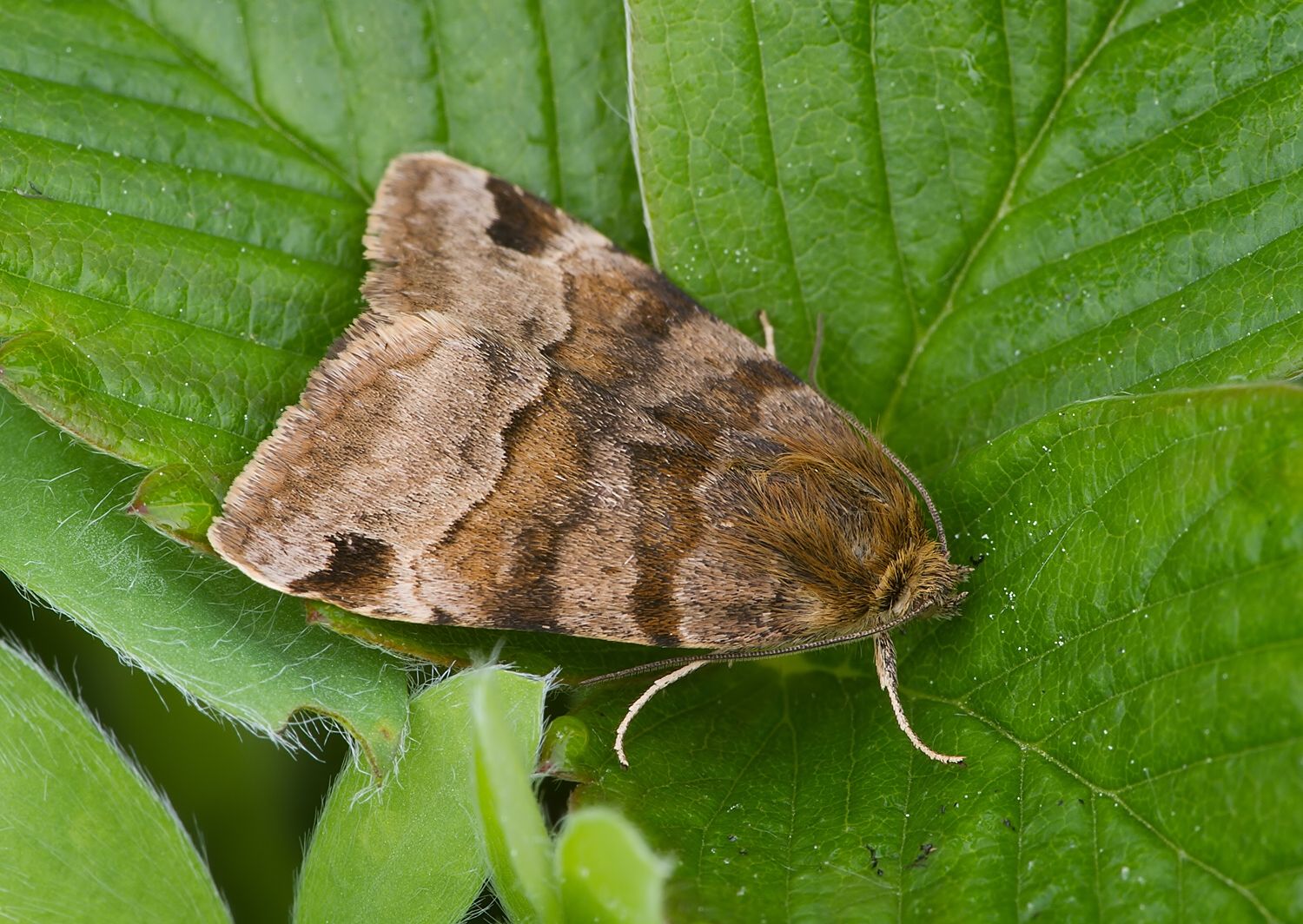 Euclidia glyphica