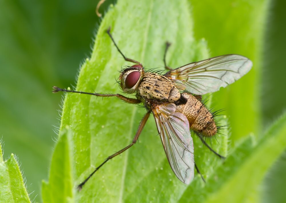 Dexia rustica