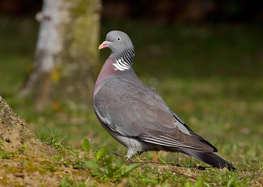 Columba palumbus (holub hrivnák)