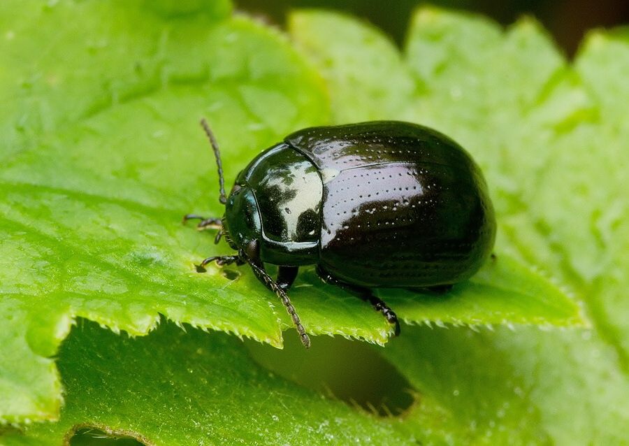 Chrysolina oricalcia